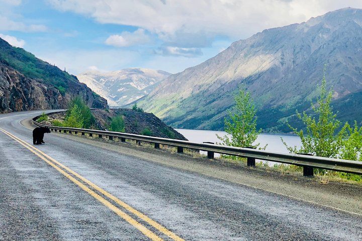 Klondike Highway Black bear sighting. 